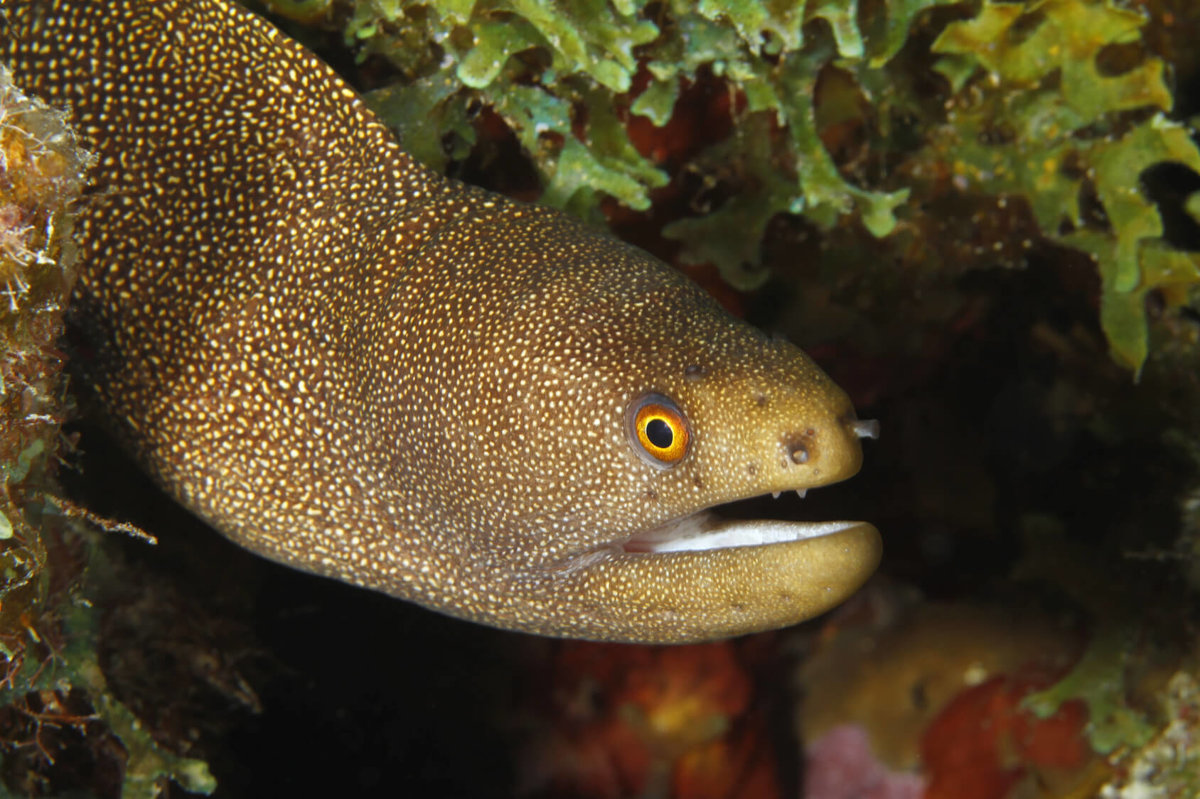 Eels - Fish - Animal Encyclopedia