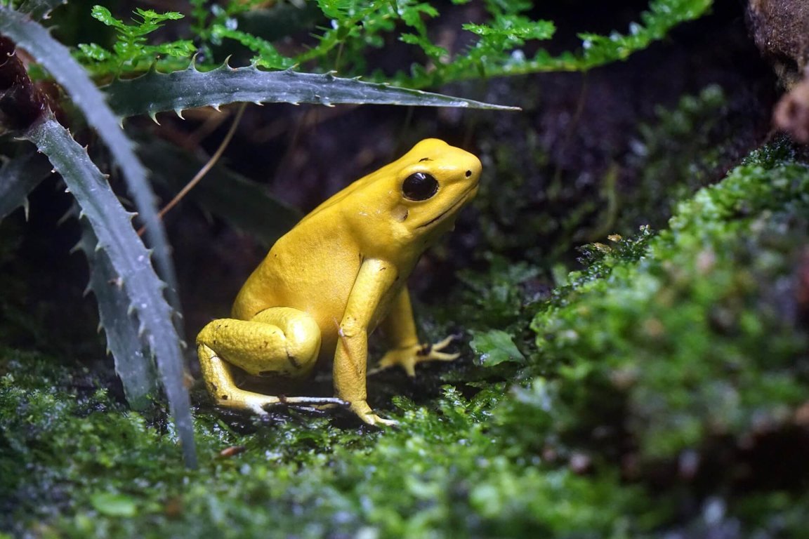 Poison Dart Frogs - Reptiles/Amphibians - Animal Encyclopedia