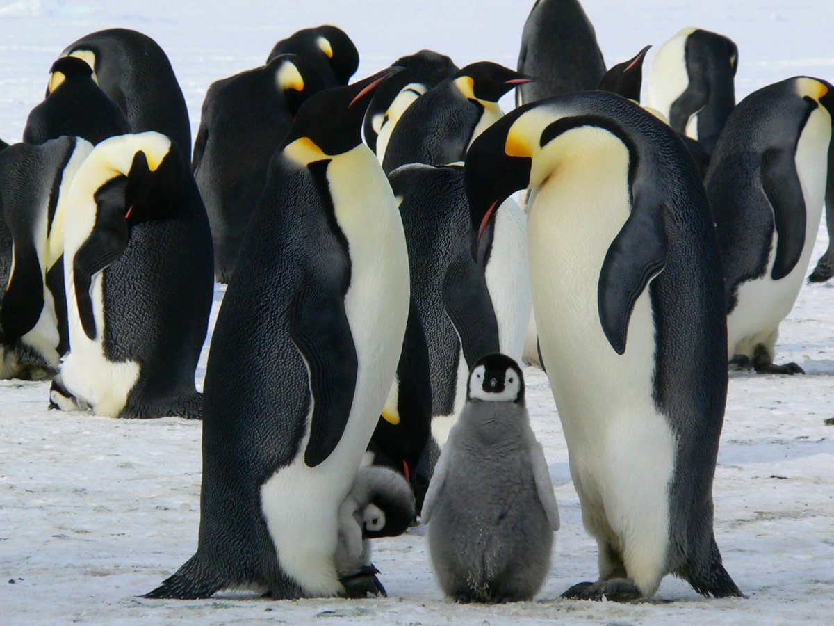 A bird penguin is